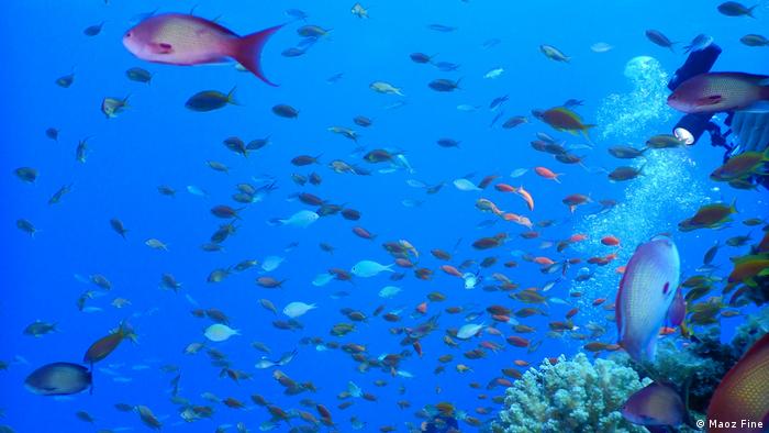 Arrecife de coral, golfo de Áqaba, mar Rojo.