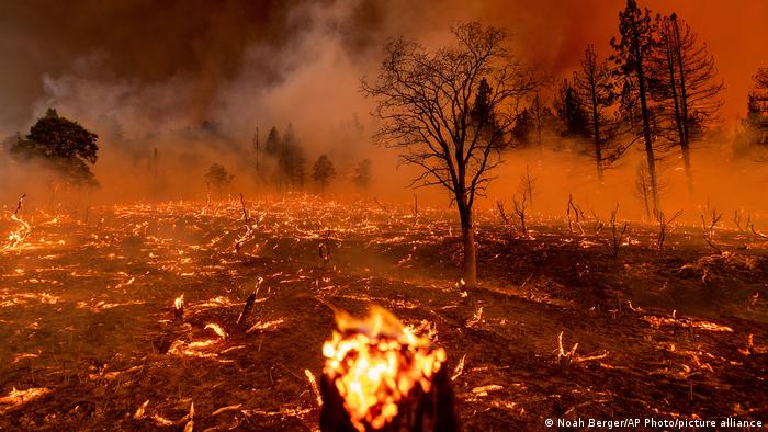 Incendios arrasaron bosques en algunos países del continente americano y Europa.