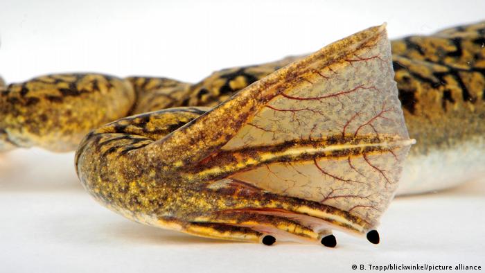 En ranas adultas, incapaces por naturaleza de regenerar extremidades, los investigadores lograron provocar el rebrote de una pata perdida. (Foto de archivo)
