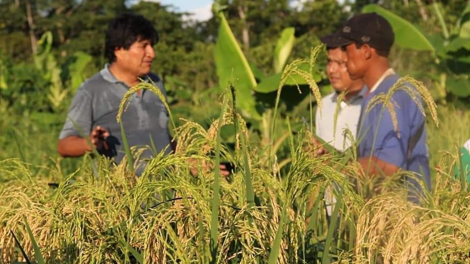 El expresidente Evo Morales, observando sus cultivos de arroz, en el Trópico. EVO MORALES AYMA