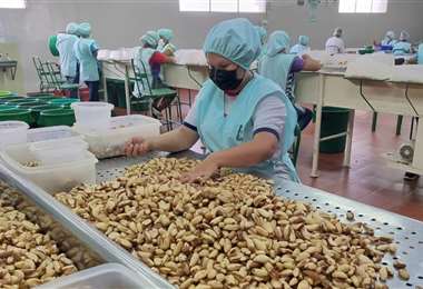 La producción de castaña genera miles de empleos en Bolivia