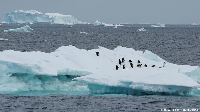 Antarktis | Klimawandel | Pinguine