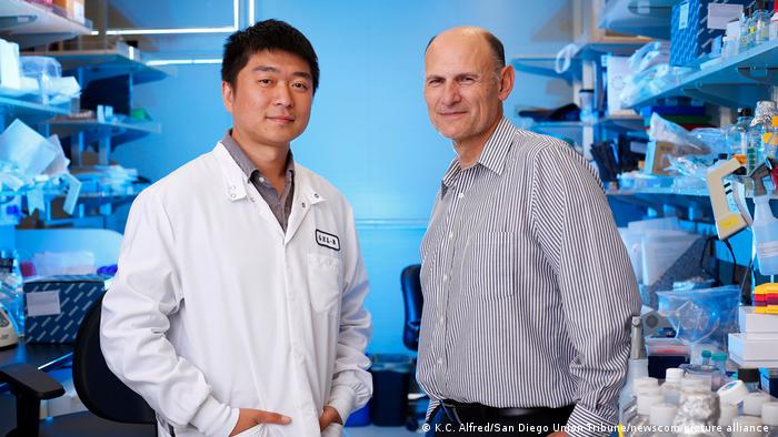Los científicos del Instituto Salk de Estudios Biológicos Jun Wu, a la izquierda, y Juan Carlos Izpisúa Bemonte forman parte de un equipo internacional que ha desarrollado el tipo de célula madre más versátil jamás creado en un laboratorio. 