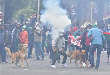 Perros sorteaban los petardos y gases lacrimógenos (Foto: AFP) 