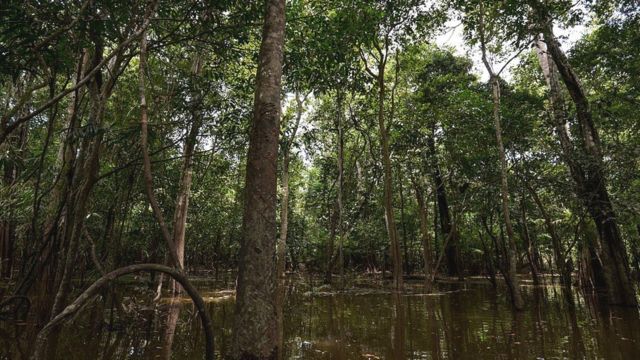 Árboles en zonas inundadas de la Amazonía.