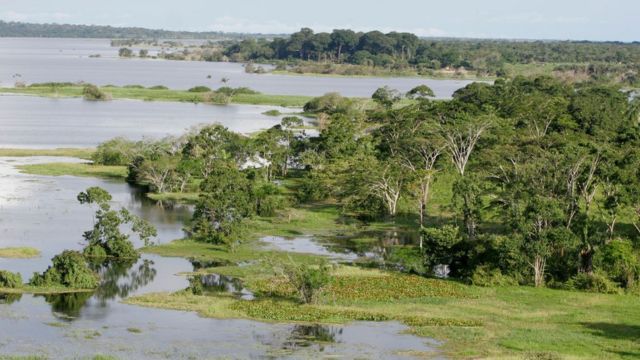 Bosque inundado en un río del Amazonas.
