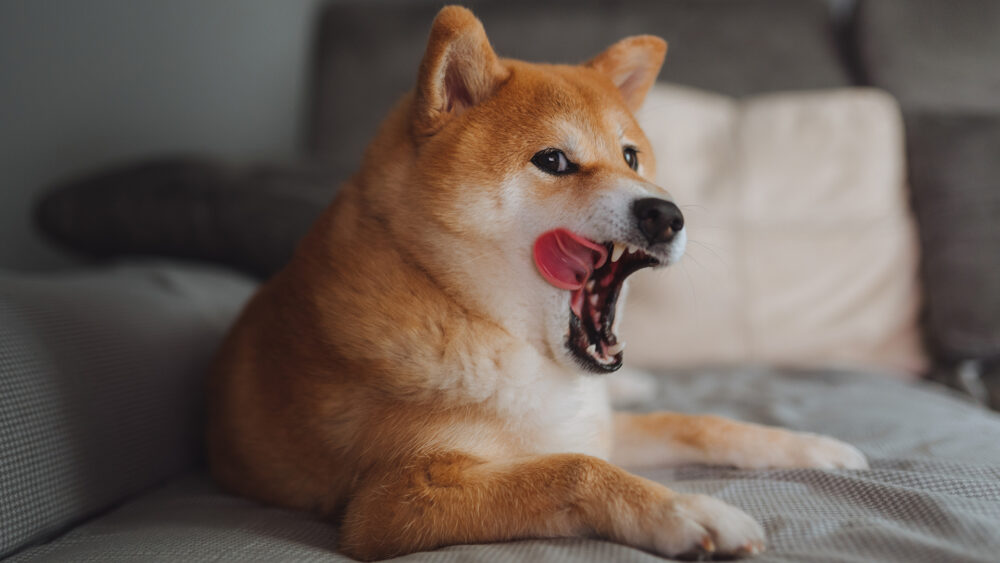 Los bostezos caninos tienen múltiples significados, pueden ser de estrés, alegría o cansancio (Getty Images)
