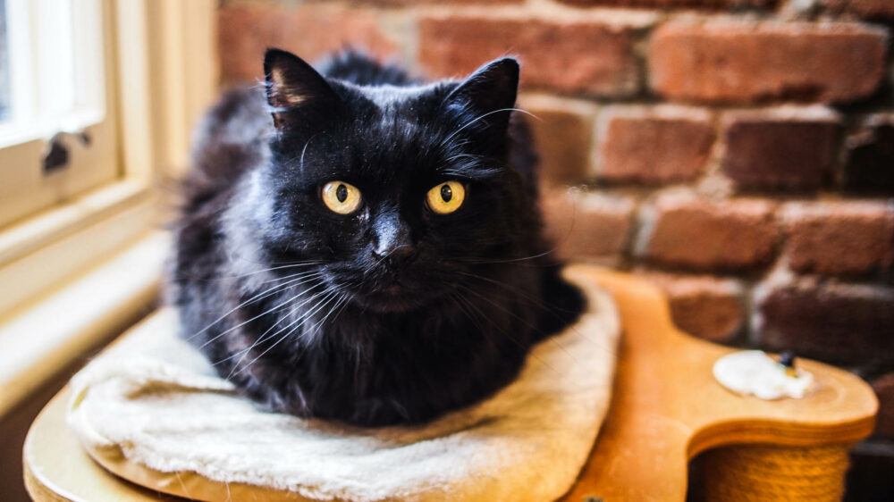 Algunas veces, hasta los colores son la limitante al momento de determinar una adopción. Por ejemplo, muchas personas se resisten a adoptar gatos negros ya sea por superstición o por mala información (iStock)