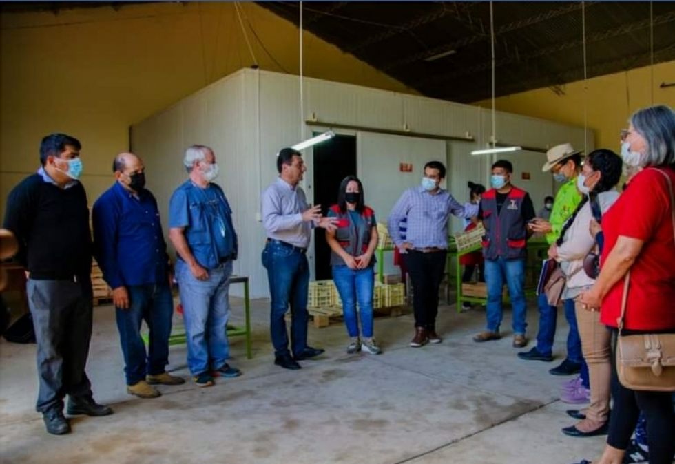 Alcaldía: Cámaras de frío almacenarán 30 toneladas de uva 