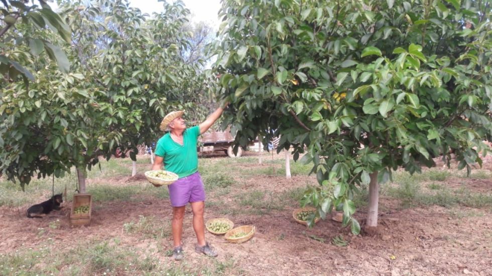 El cultivo de nuevas variedades de nogal se afianza en Tarija