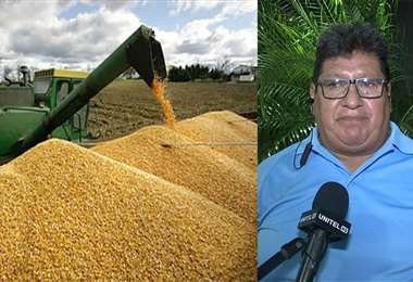 Foto: Posible exportación de soya de Bolivia a Paraguay 