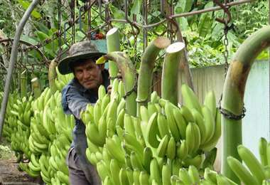 Producción del banano en Bolivia