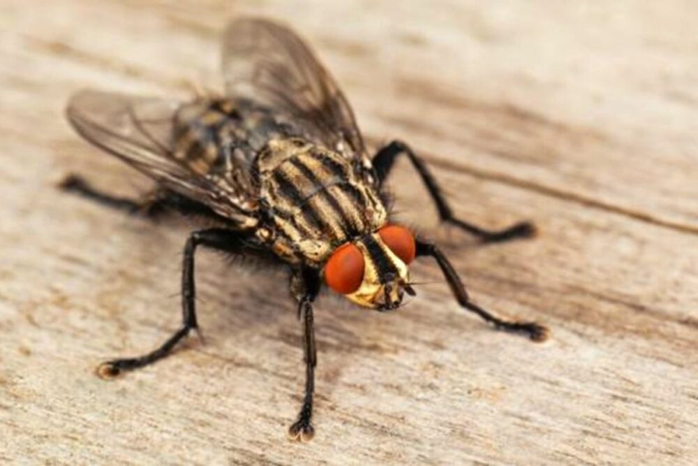 Cuál es la función de las moscas en el mundo. (Foto: Captura)