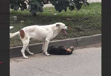 Un perro intenta reanimar a su compañero de juegos 
