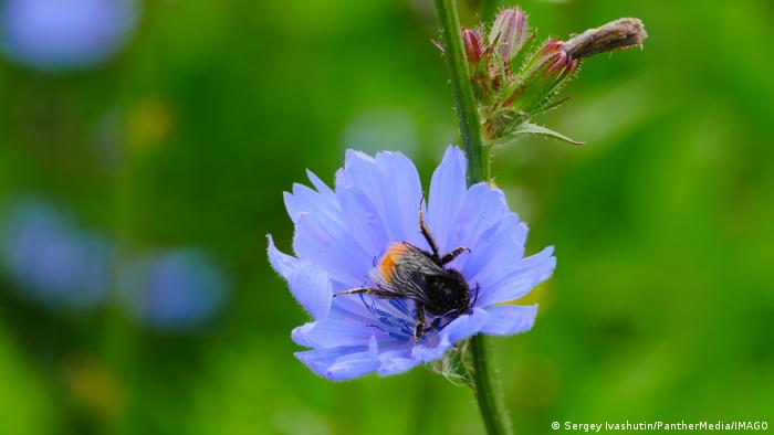 Un abejorro en una flor de achicoria.