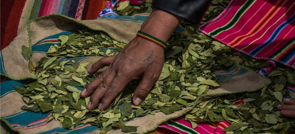El consumo de la coca se extiende por toda Bolivia. Foto referencial