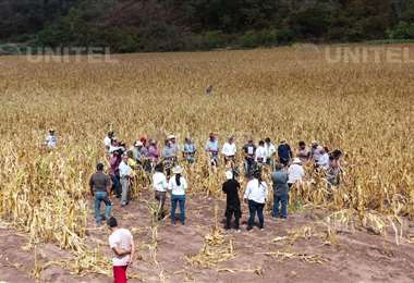 Sequía en cultivos de maíz - Foto: David Vaca