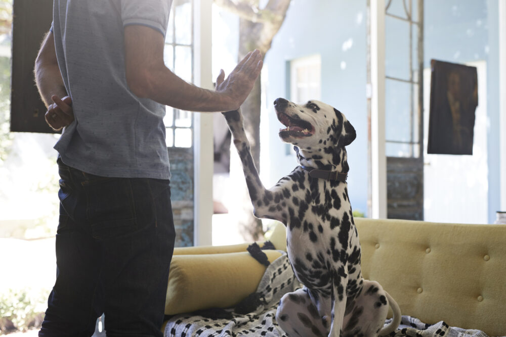 Para algunos especialistas, tener mascota es el resultado de las claves sociales aprendidas de otros (Getty Images)