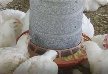 Producción de pollos en una granja.