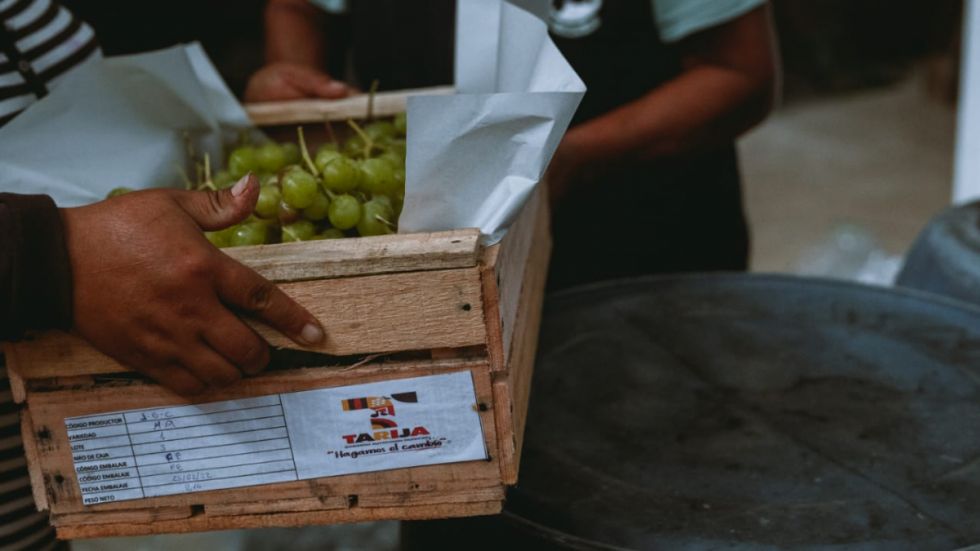 Tarija envía 3,2 toneladas de uva de las cámaras de frío a Sucre