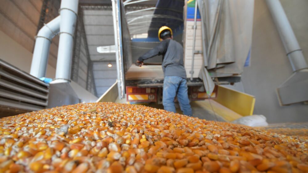 Defensa del Consumidor confirma que cuatro empresas estaban acumulando maíz en Santa Cruz 