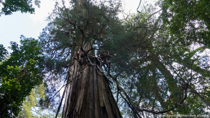 Uno de los árboles más antiguos del mundo: el Alerce abuelo, en el Parque Nacional Los Alerces, en la región patagónica de Argentina. Similiar al Alarce milenario de Chile.