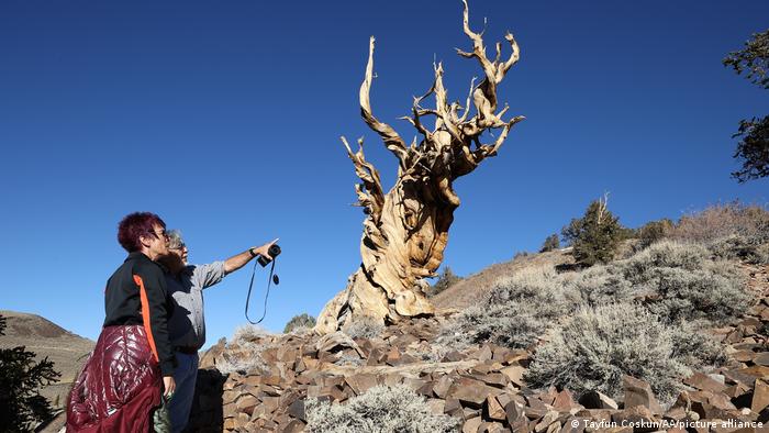 El pino bristlecone (foto) del este de California tendría 4853 años de anillos de crecimiento anual bajo su nudosa corteza.