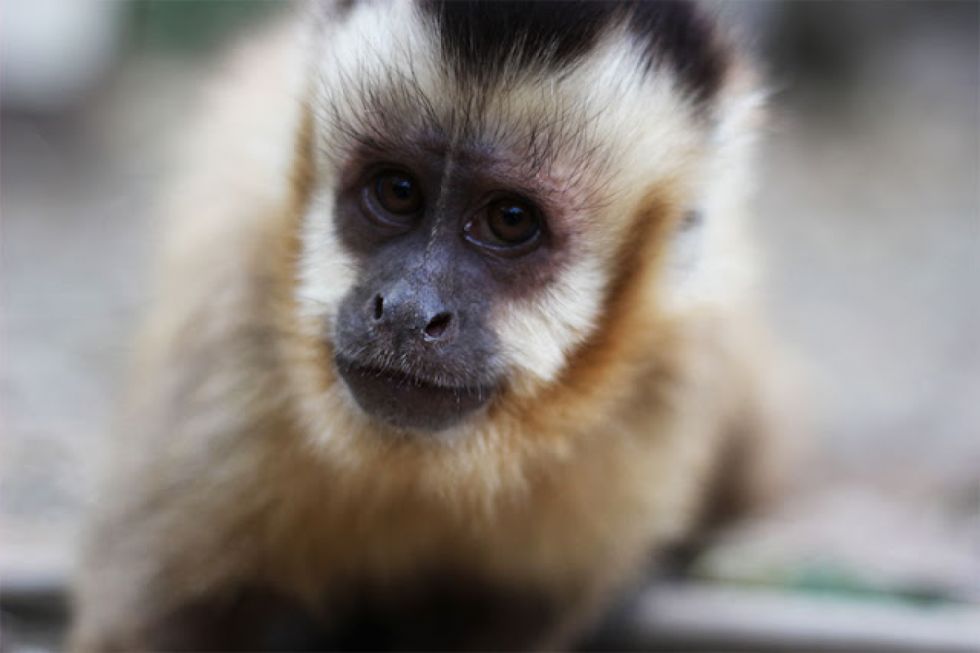 Tarija: Bioparque reubicará a 7 monos capuchinos 
