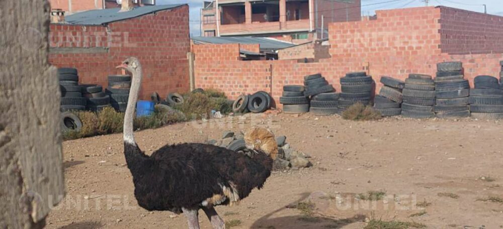 Avestruz en un domicilio de El Alto (Foto: Vladimir Rojas - Unitel)