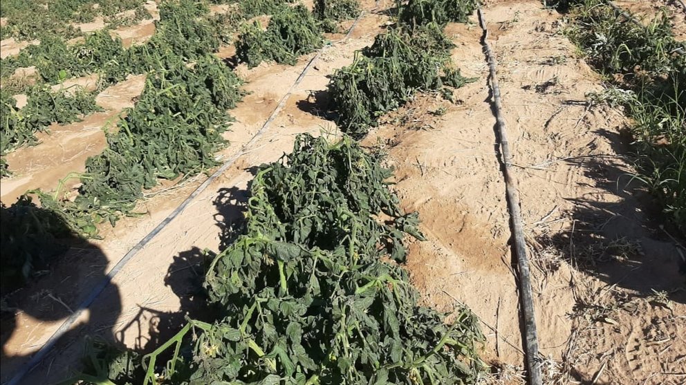 Foto de archivo muestra sembradíos de tomate afectados por la helada, en el Cono Sur de Cochabamba. ARCHIVO