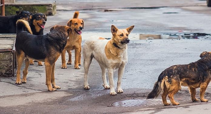 De medio millón de canes en El Alto, el 50% son callejeros