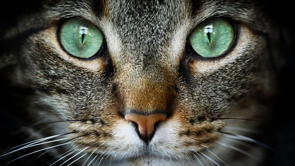 Los gatos al hacernos “ojitos” se están comunicando con nosotros y nos dicen que está todo bien / (Getty Images)