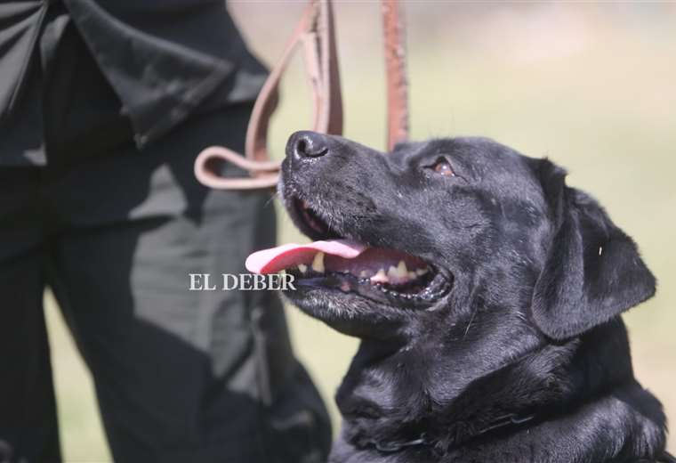 Kiara, la perra que evitó la explosión de un puente en Yapacaní | El Deber