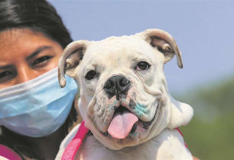 Campaña busca proteger contra la rabia a 800.000 perros y gatos | El Deber