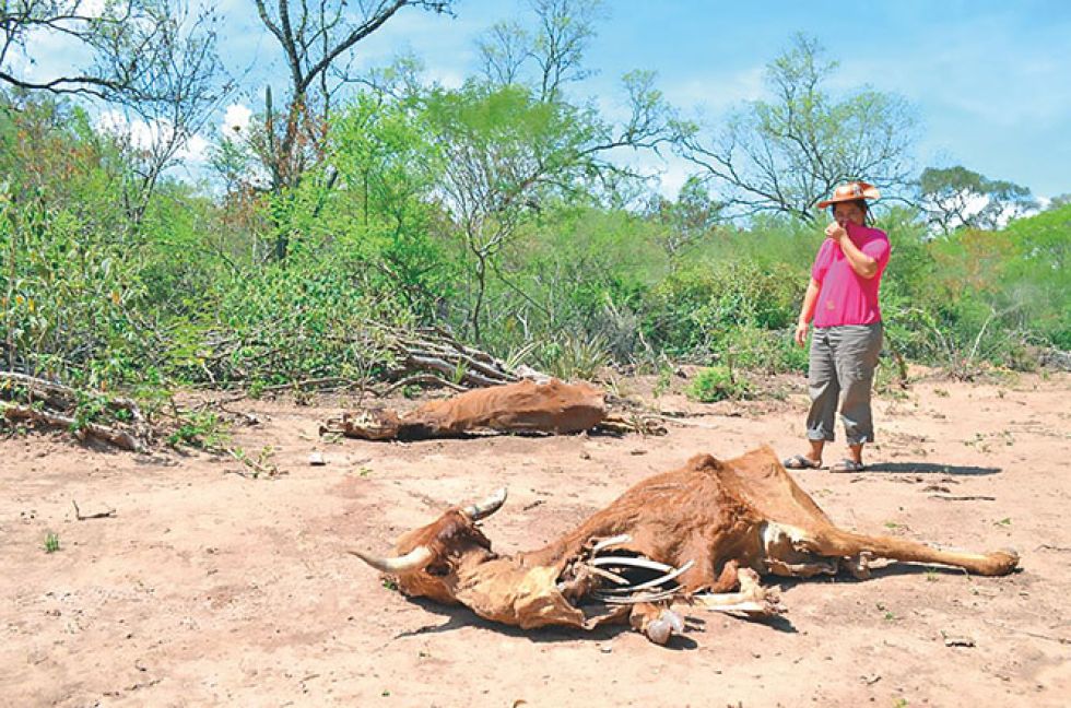 DAÑO. A la izquierda, una comunaria observa los cadáveres de su ganado en Macharetí.