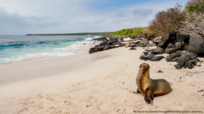 Escena en las Islas Galápagos