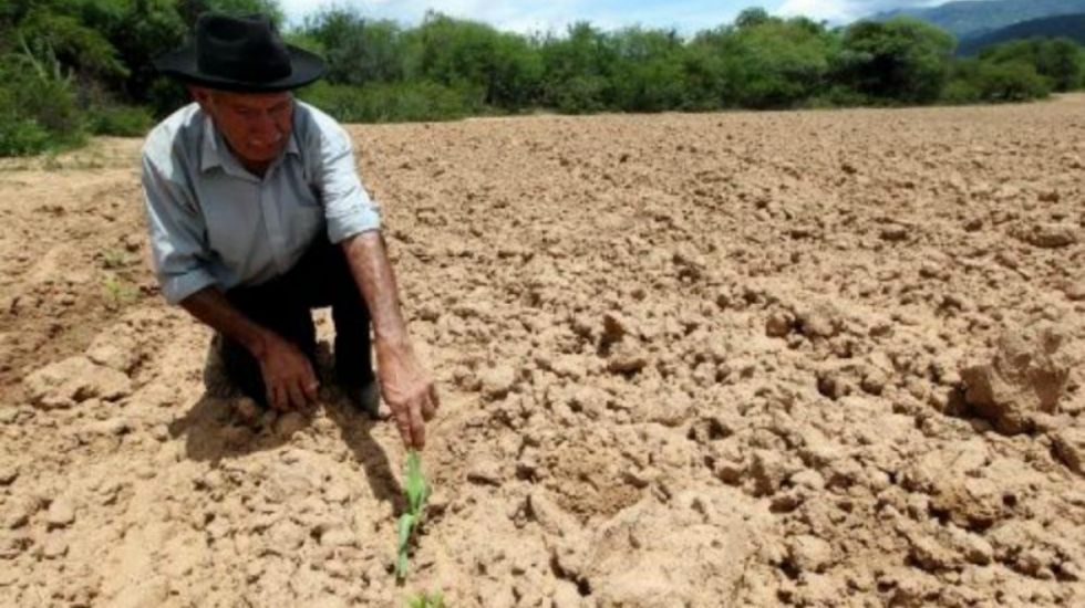 La prolongada sequía en Tarija alteró el calendario agrícola