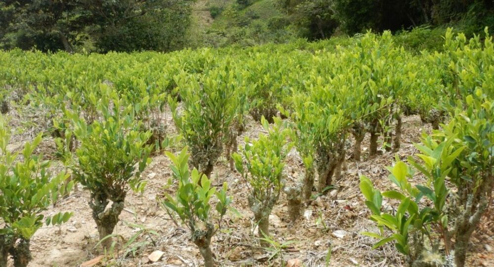 El 35% a 48% de la coca producida en 2019 se comercializó en mercados no autorizados