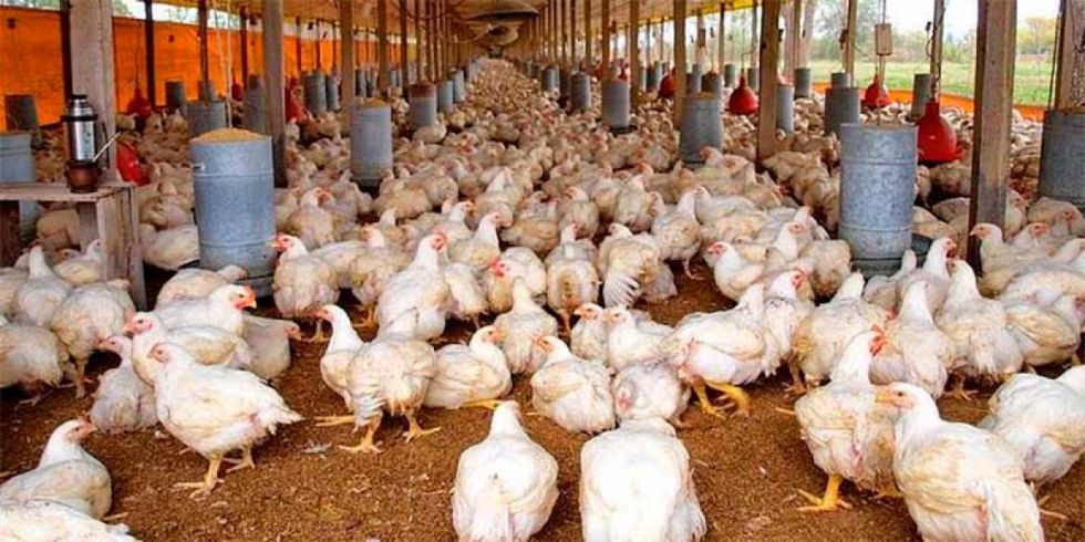 Tarija: Activan Consejo Departamental Avícola por la alerta sanitaria de la influenza aviar