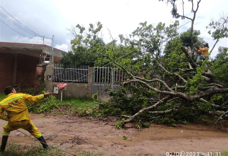Caídas de árboles son las emergencias más atendidas por la Alcaldía en Santa Cruz | El Deber