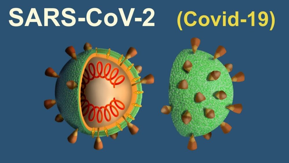 Proceso de infección celular del SARS-CoV-2 (Covid-19) - YouTube