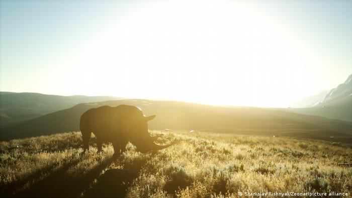 Un rinoceronte pastando en una colina.