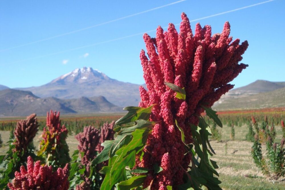 En Bolivia proyectan invertir Bs 229 millones para fortalecer la producción de quinua y reactivar economía de productores
