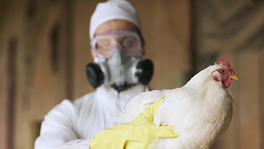 Chile confirmó el primer caso de gripe aviar en humanos - Infobae