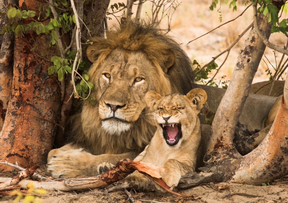 Debido a la sequía los leones salen cada vez más de la reserva en dónde viven en busca de agua y comida (EFE/Foto cedida por Loro Paque del proyecto africano) 