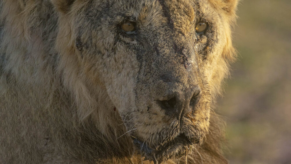 ARCHIVO - El león macho llamado "Loonkiito", uno de los leones salvajes más antiguos de Kenia fue asesinado por pastores en mayo de 2023 (Philip J. Briggs/Lion Guardians vía AP, Archivo) 