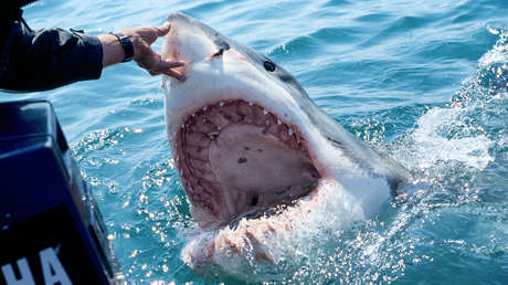 Tiburones blancos podrían aparecer pronto frente a las costas del Reino Unido en busca de alimento