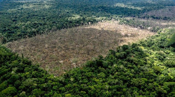 Según estudio, producción de soya provoca en Bolivia una deforestación siete mayor a la de Brasil