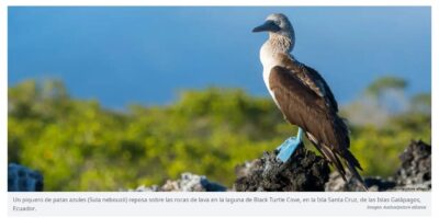 Galapagos Islands on alert for possible bird flu outbreak – eju.tv