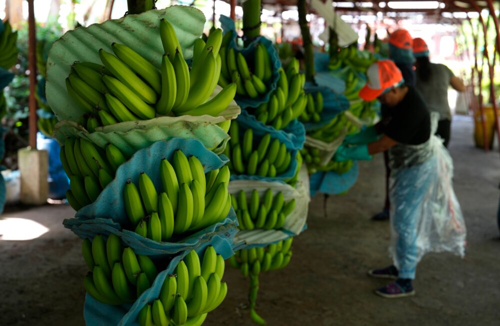 Bananos recién cosechados en Los Ríos, Ecuador (AP/Martin Mejia)